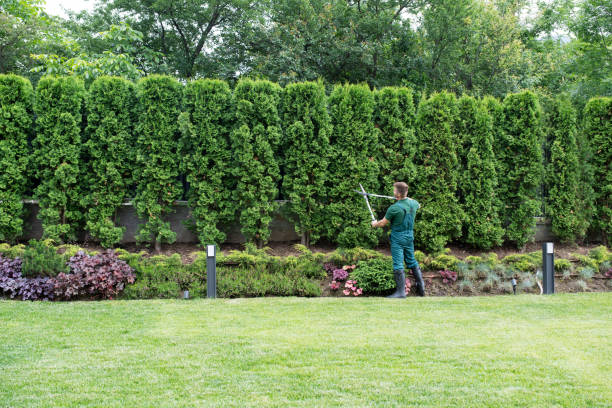 Tree and Shrub Care in Lexington, MO